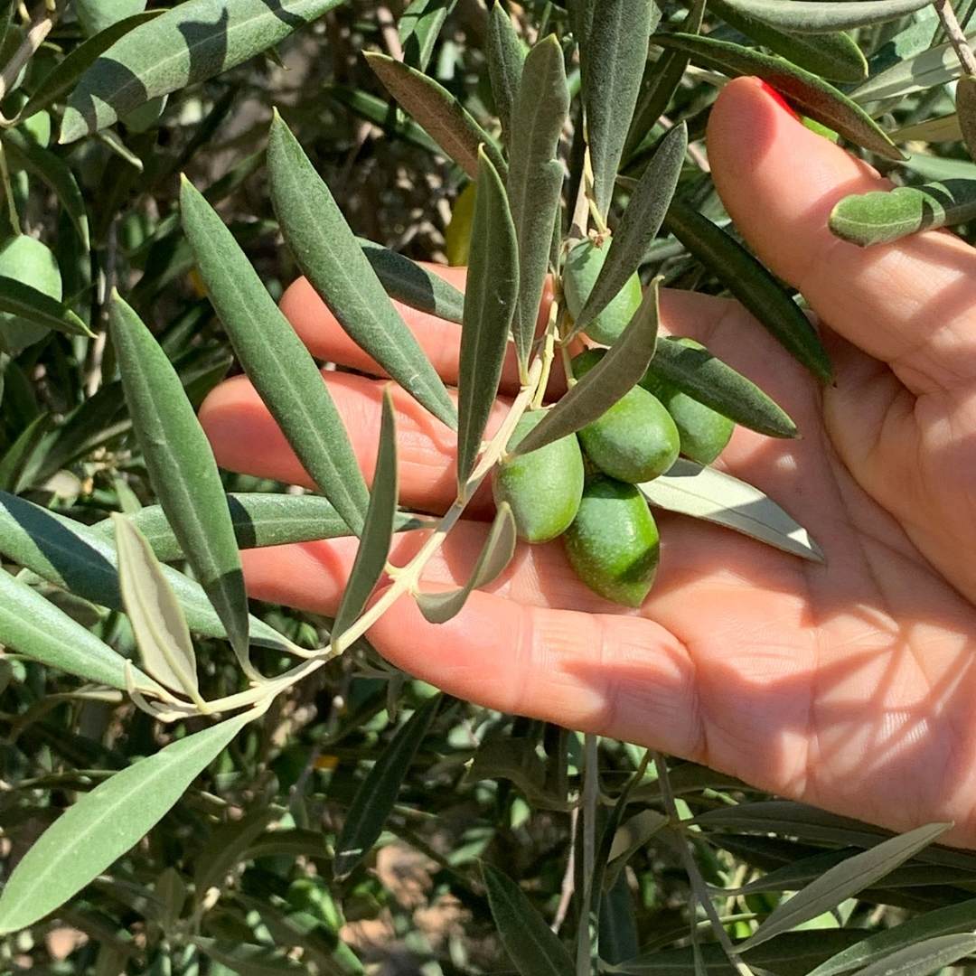 Aceite de oliva virgen extra