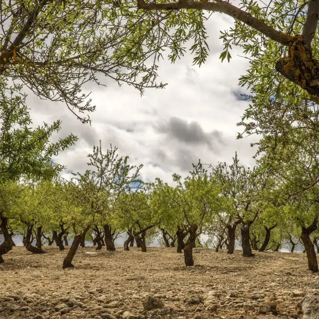 Aceite de oliva virgen extra: El elixir mediterráneo - Aceite LOCÖ