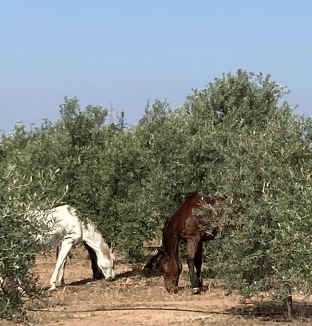Los beneficios para la salud de consumir ¡AOVE LOCÖ! - Aceite LOCÖ