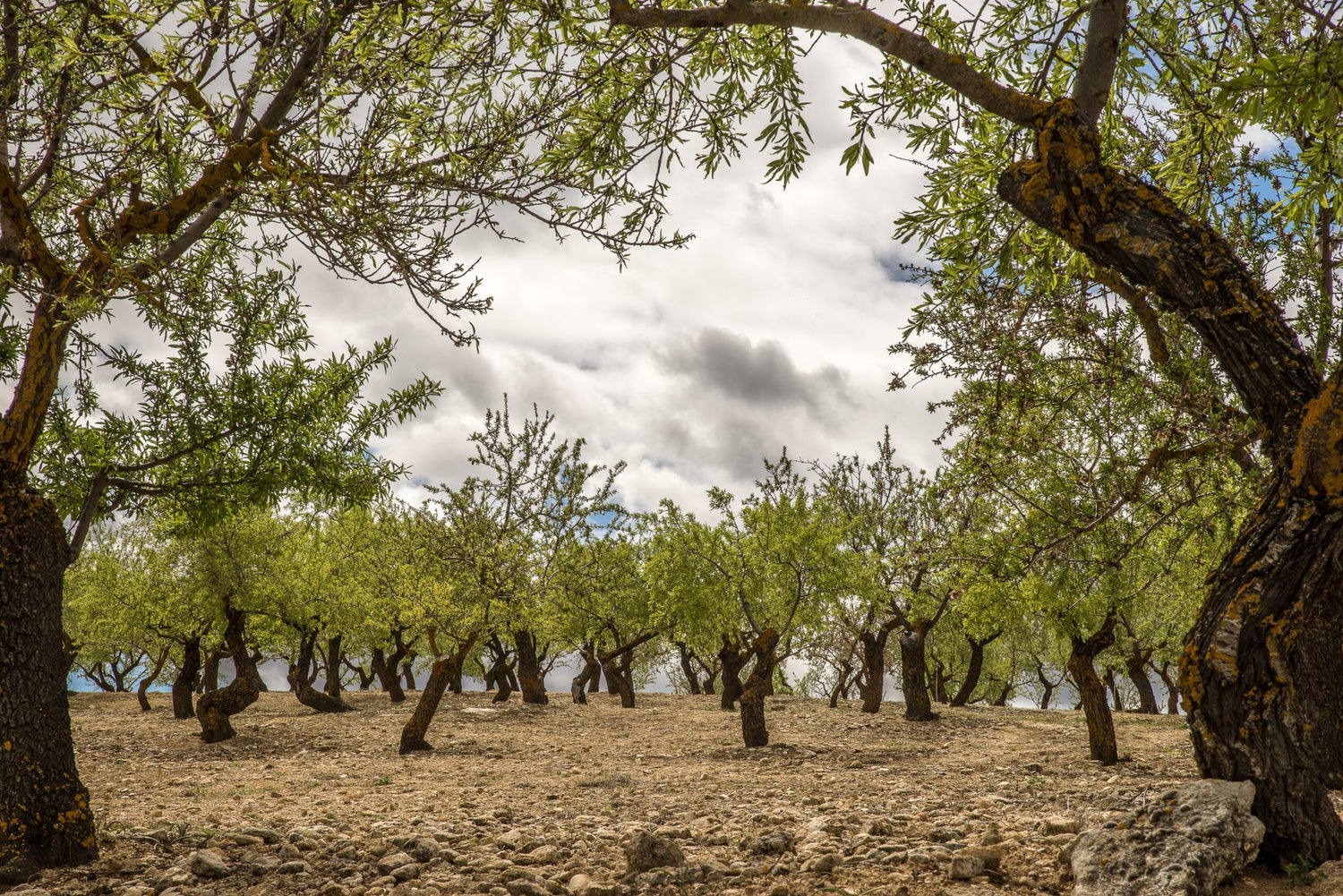 Olive groves alive